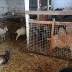 Nielegalna hodowla i ubój kóz pod Nadarzynem. 74-latek skupował zwierzęta, sam je zabijał a potem sprzedawał obcokrajowcom