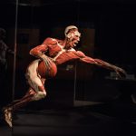 „Body Worlds” – kontrowersyjna wystawa z ludzkich ciał do obejrzenia w Pałacu Kultury