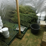 9 kg marihuany w powiecie pruszkowskim