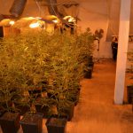 Chińska uprawa marihuany w Żabiej Woli. 473 krzaki konopi, 377 sadzonek i 2,5 kg suszu [FOTO]